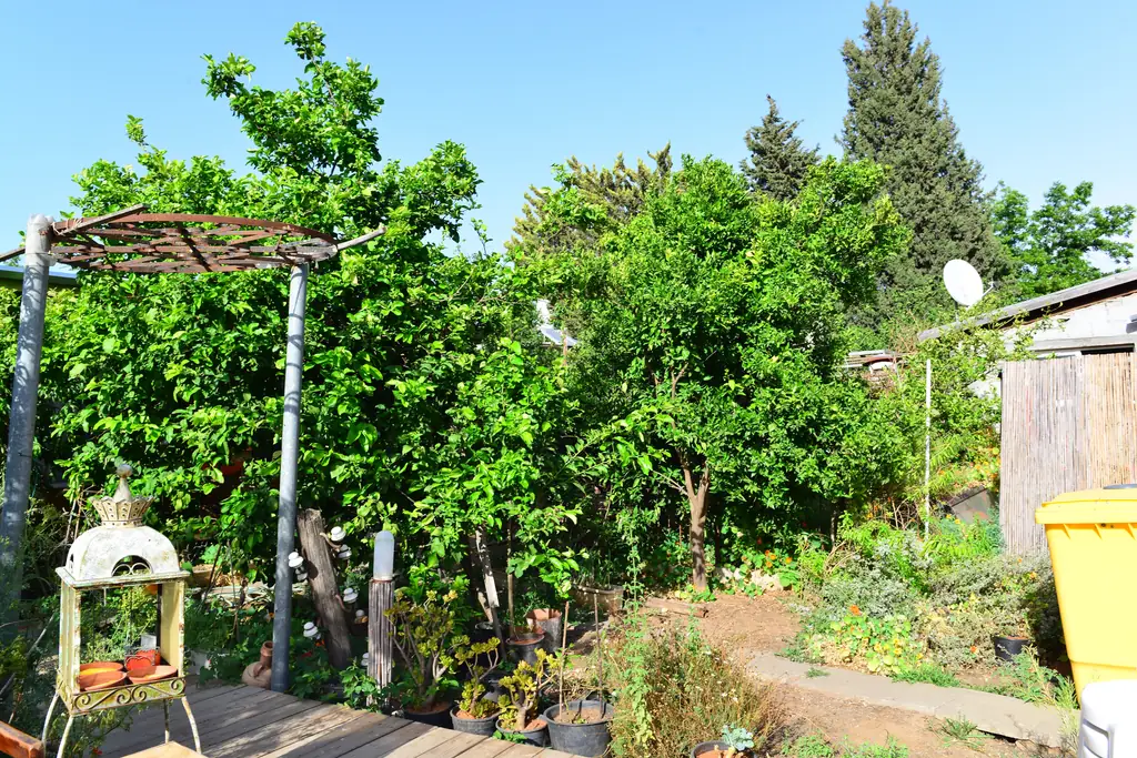 Sunny spa garden with fruit trees, a pergola and a small bench under a blue sky